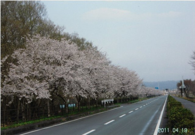 【周辺】 | 高島市新旭町針江2-212　中古戸建 | 売主2011年撮影、車で5分位のところにある湖岸道路のサクラ風景