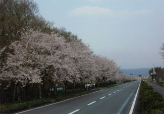 【周辺】 | 撮影時期不明、売主による近隣の風景です。季節には桜が楽しめます。