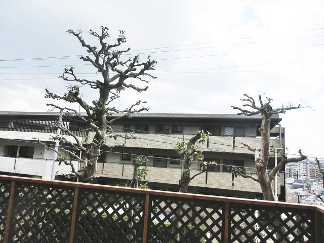 第56プロスパービルの展望|第56プロスパービル