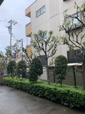 【展望】 | 第３仲町マンション | 敷地内の植栽がいい感じ♪