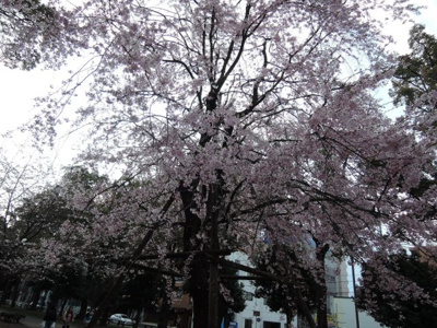 【周辺】 | ガーデングラス横浜大通り公園 | 大岡川の桜♪