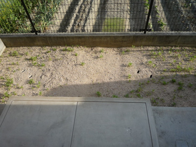 【バルコニー】 | パストラル田寺Ａ棟