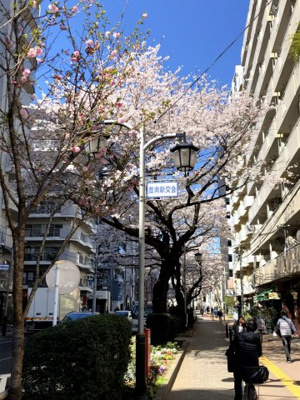 【周辺】 | オリンピックマンション桜台第2 | 季節の変化を感じらるロケーション。目の前が桜並木で、春には桜がキレイです。