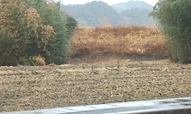 ４９７７８　美濃市生櫛土地　