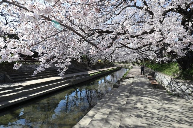 鴻巣市吹上本町３丁目の売地の周辺|2020年3月24日 15:00頃に物件の近くを通っている元荒川にて撮影。桜の名所になっています。