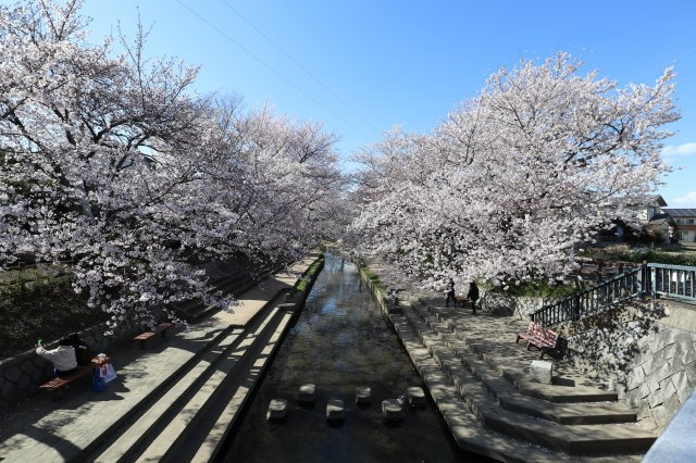 鴻巣市吹上本町３丁目の売地の周辺|2020年3月24日 15:00頃に物件の近くにある「桜橋」から撮影。毎年近くでお花見が楽しめるのが魅力ですね。