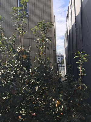 【展望】 | ハイツスリースター | 景色