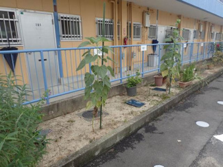 【外観】 | 八束マンション・