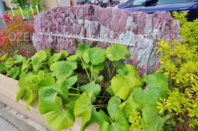 クレアドルーン越谷のエントランス