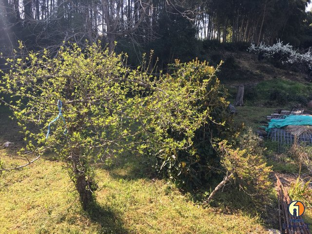 立花町北山　売地の外観|外観です