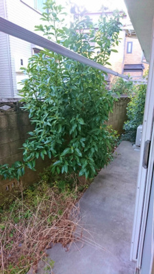 【展望】 | ルミナス赤堤