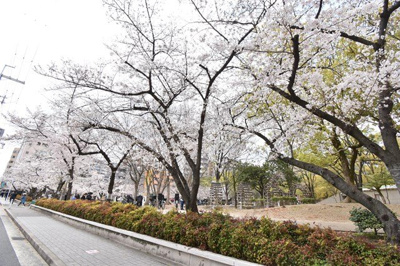 【周辺】 | 【緑豊かで生活しやすい住環境♪】グリーンコーポ江坂 | 物件横には江坂公園があります。春には桜がきれいです。
