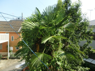【展望】 | 緑豊かな住環境。 （※参考写真）