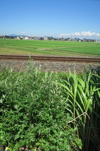 ビナーリオの展望|東裏は線路です