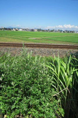 【展望】 | ビナーリオ | 東裏は線路です