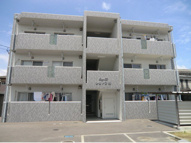 シェトワ椿・の画像