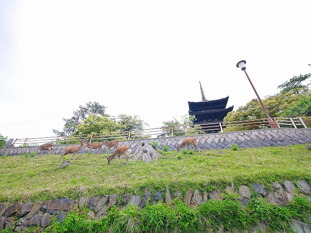 興福寺みなみの周辺