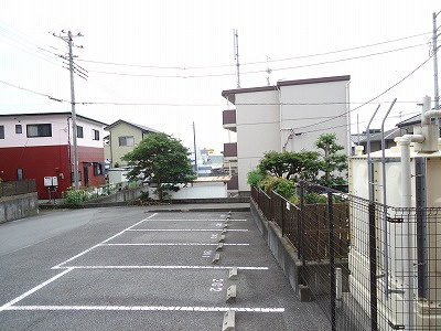  | サンズ杉の木