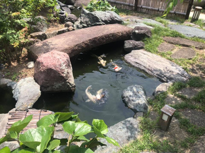 【庭】 | 湖西市新居町新居　中古住宅 | 錦鯉がいるお庭も活用できます
