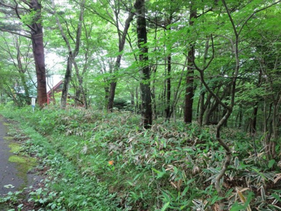  | 那須町高久乙52万円の土地
