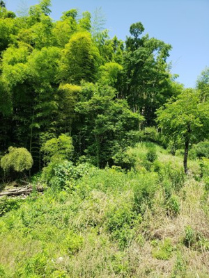 【庭】 | 鳥取市東今在家古民家