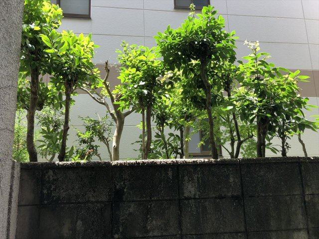 サンドリヨンゴキソの展望|サンドリヨンゴキソ