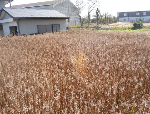 九州大谷幼稚園情報ページ 久留米市内の西国分小学校 諏訪中学校周辺地域の不動産のご相談ならみんなの不動産本舗へ