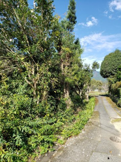 【前面道路含む現地写真】 | 八頭郡智頭町山根土地