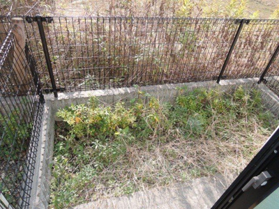 【バルコニー】 | 蘭