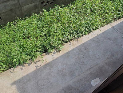 【バルコニー】 | タマハイツ