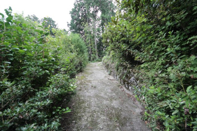 【周辺】 | 大津市伊香立生津町109 自然に囲まれた和風戸建 | 周りの木々の自然も取引対象です。
