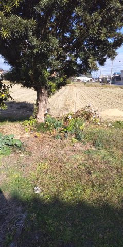 ５５９７９　羽島市正木町新井土地の外観