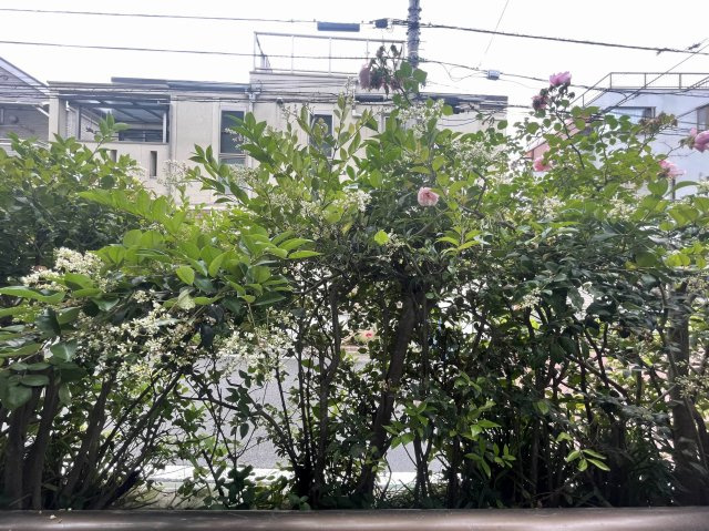 【展望】 | パレス幸久