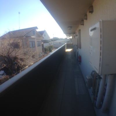  | プラチナメープル