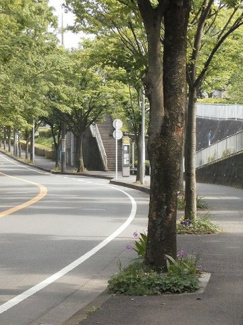 【周辺】 | 最寄バス停霧が丘公園前