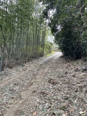 【前面道路含む現地写真】 | 下湯江売地 | 竹林を抜けます。