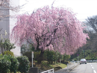 【その他共用部分】 | 団地内に咲く枝垂れ桜