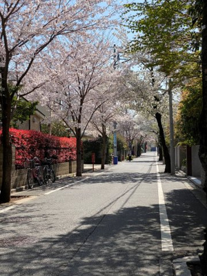 【周辺】 | 成城一丁目戸建 | 前面道路は桜並木