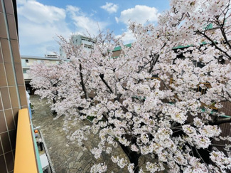 【展望】 | 敷地内の桜をバルコニーから眺められます！
一面に咲き誇る桜の美しさを現地で感じて下さい♪