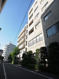 ゴールドクレストの画像