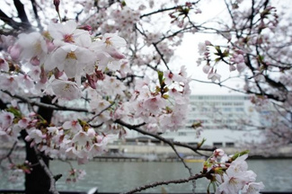 【周辺】 | 春には桜も望めます