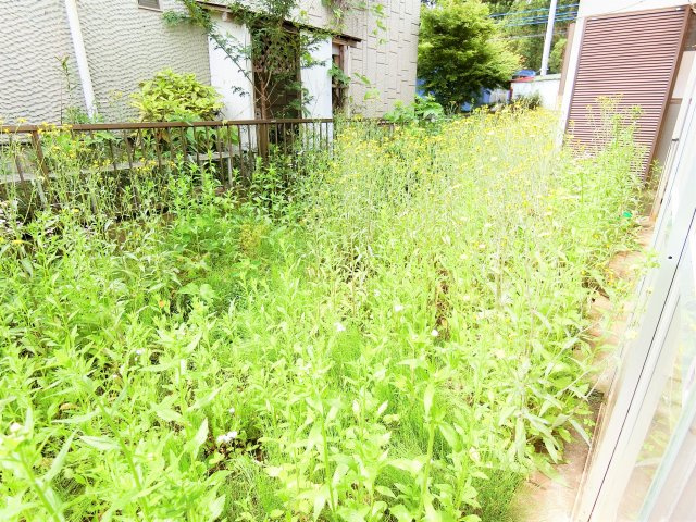 高津戸町貸家の庭