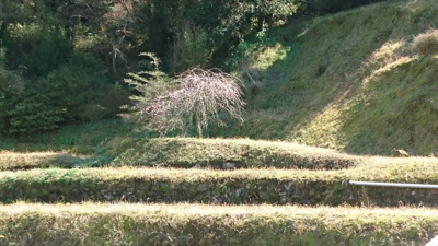 【庭】 | 南さつま市金峰町　古民家風戸建