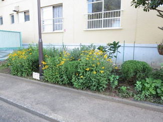 【その他共用部分】 | 建物前の花壇、管理体制良好