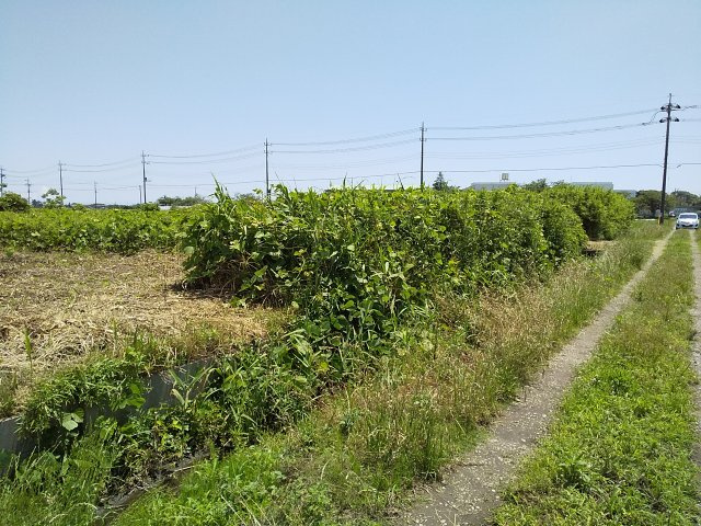 【前面道路含む現地写真】 | 東金市田間　土地