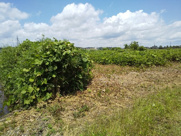 東金市田間　土地の画像