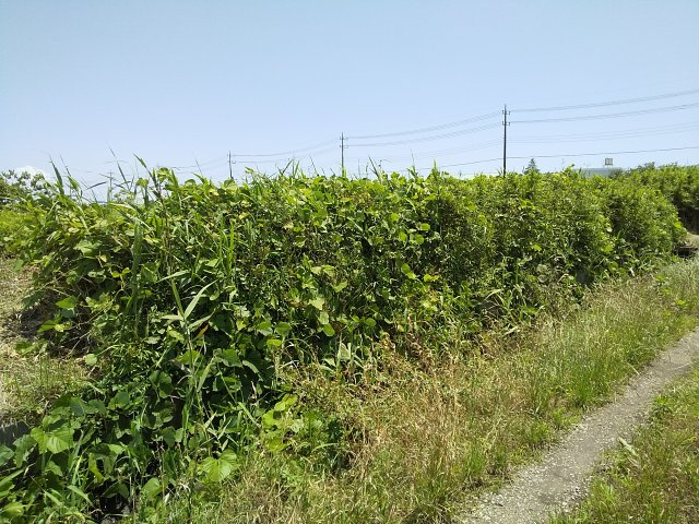【前面道路含む現地写真】 | 東金市田間　土地