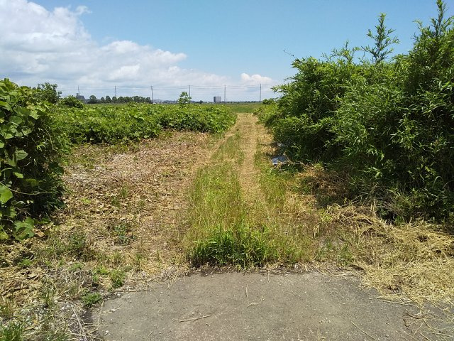 【前面道路含む現地写真】 | 東金市田間　土地