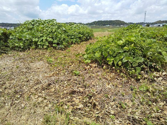 【前面道路含む現地写真】 | 東金市田間　土地