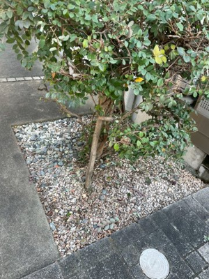 【その他共用部分】 | ソフィアフラット